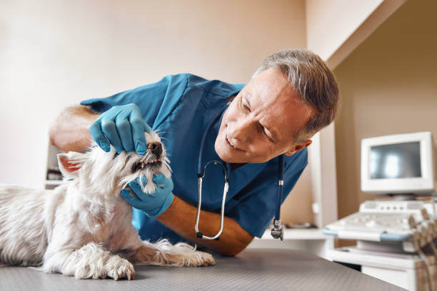 Best Emergency Care for Gum Disease in Banks, OR
